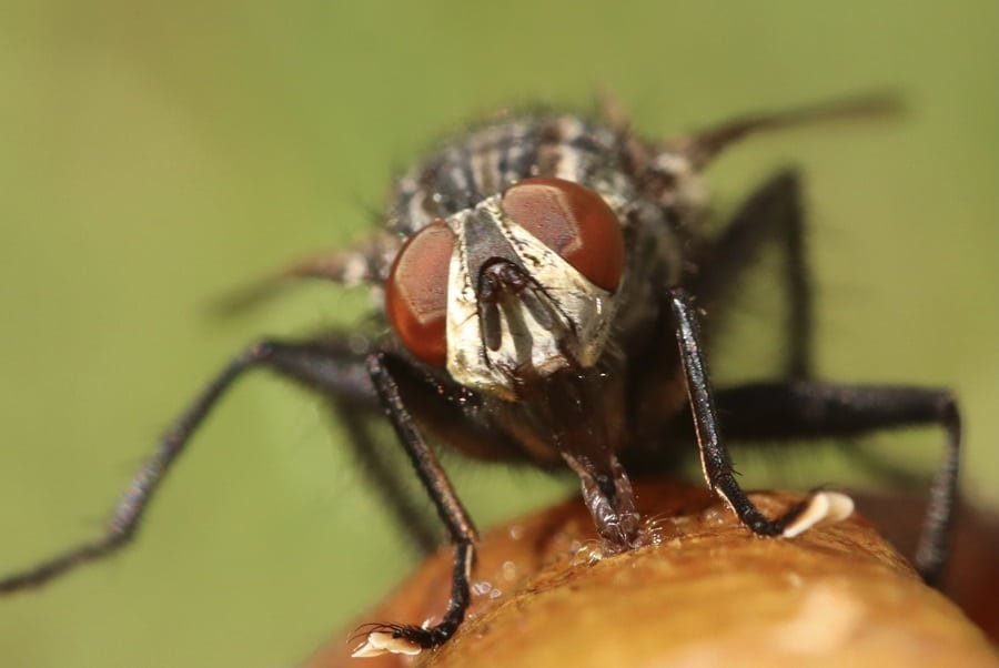 Fruit Flies