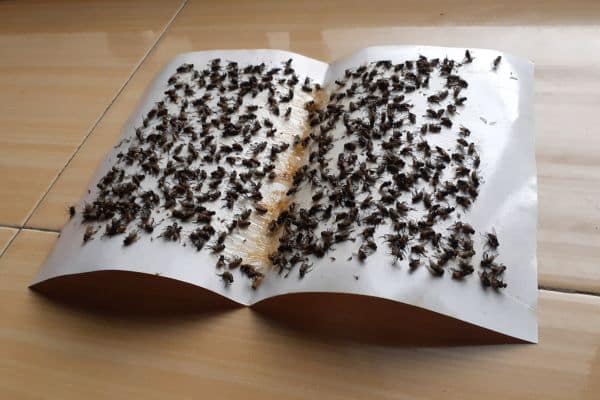 Fruit Flies