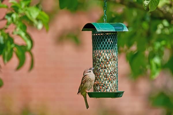 Pests Out Of Your Bird Feeder