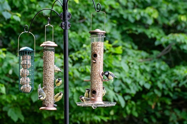Pests Out Of Your Bird Feeder