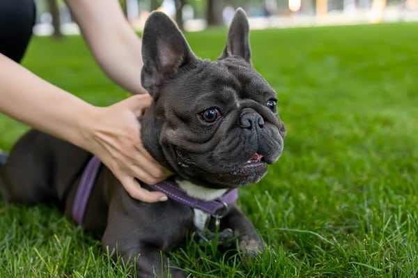Dog Breeds