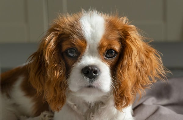Dog Breeds