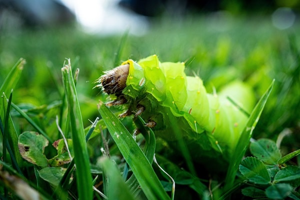 Lawn Care Problems