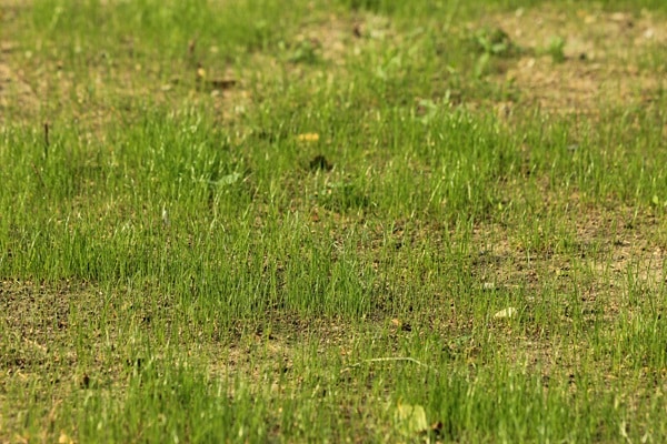Lawn Care Problems