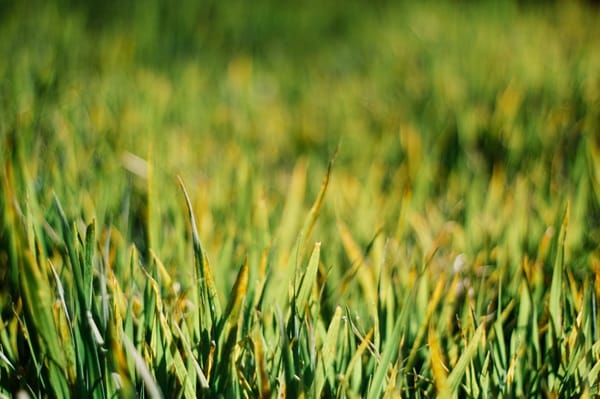 Lawn Care Problems
