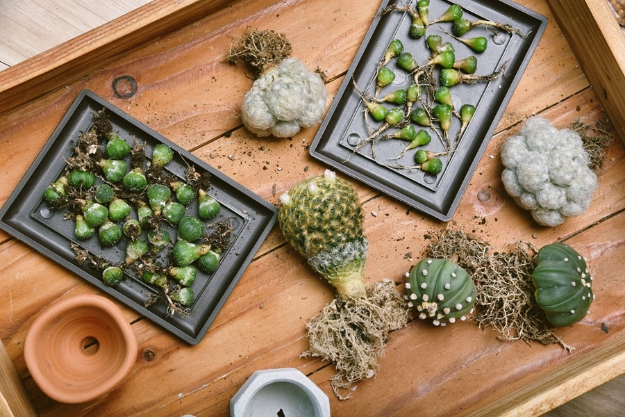 Miniature Succulent Garden