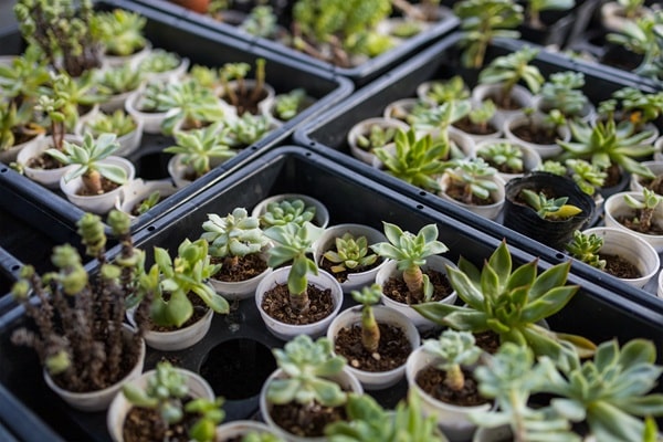 Miniature Succulent Garden