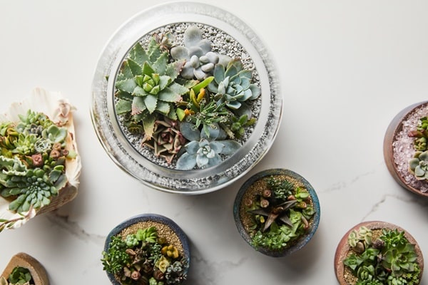 Miniature Succulent Garden