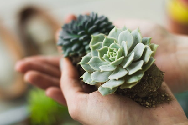Miniature Succulent Garden
