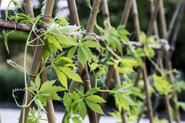 Garden Fence Ideas