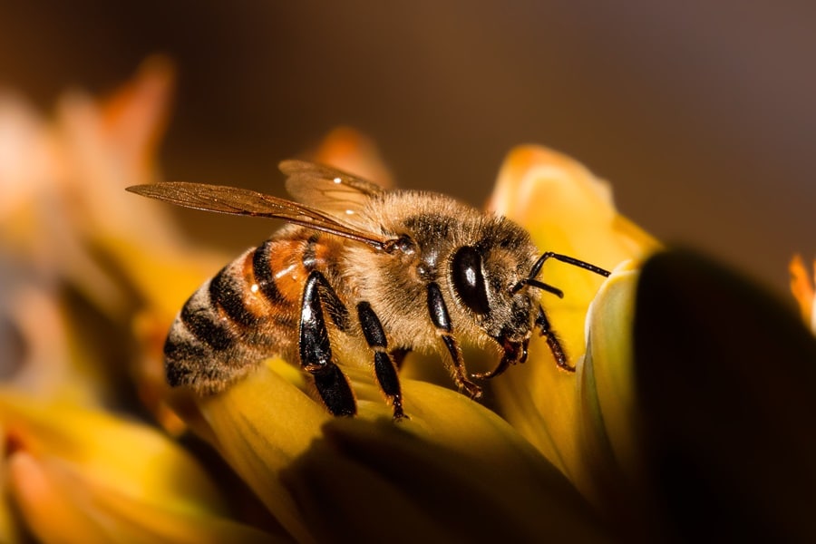 Honey Bees