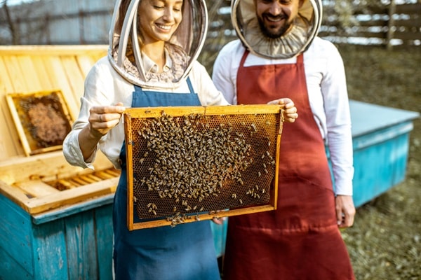 Honey Bees