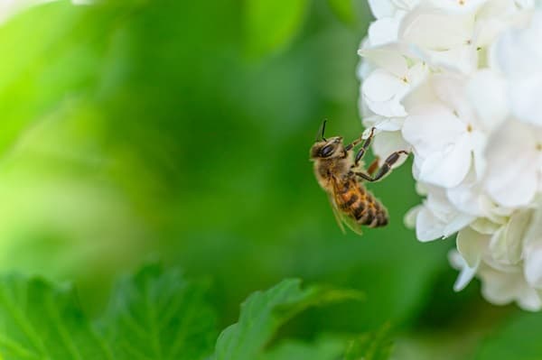 Honey Bees