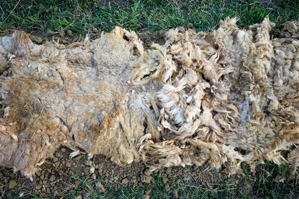 Items To Compost
