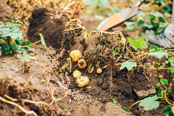Items To Compost