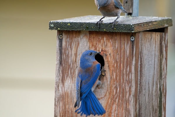 Bluebirds