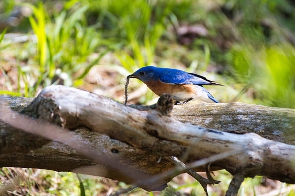 Bluebirds