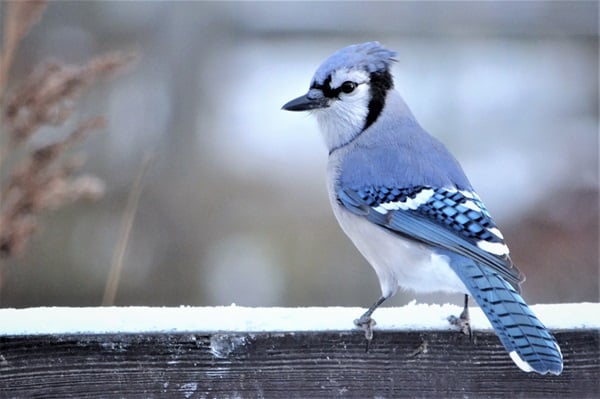 Bluebirds