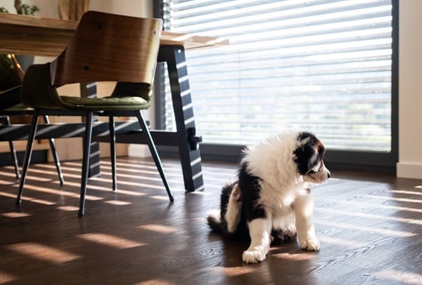 Pet-Proof Your Home