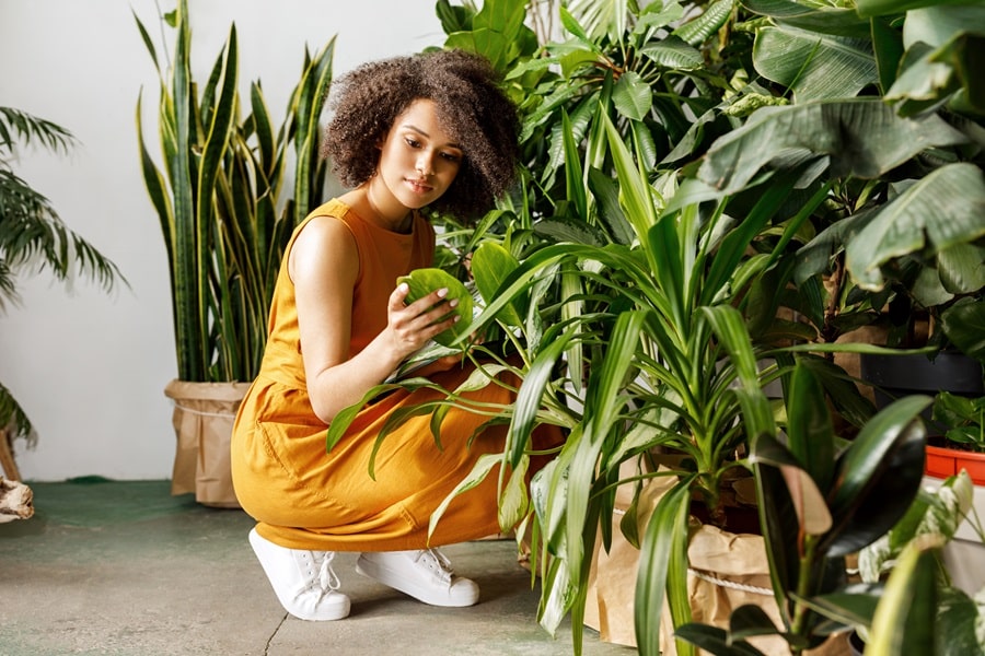Tropical House Plants