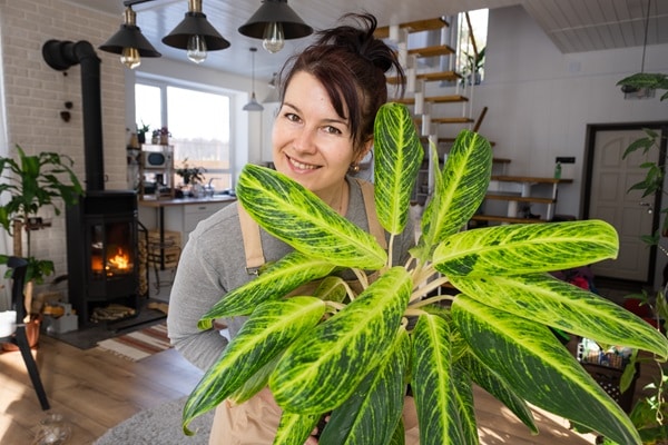 Tropical House Plants