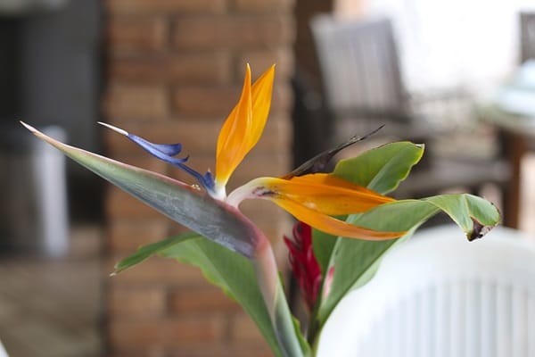 Tropical House Plants