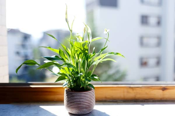 Tropical House Plants