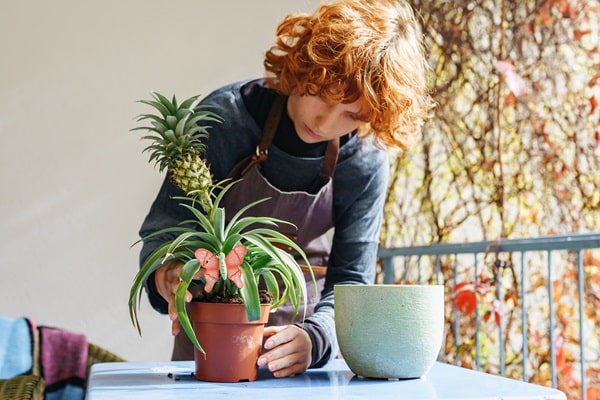 Tropical House Plants