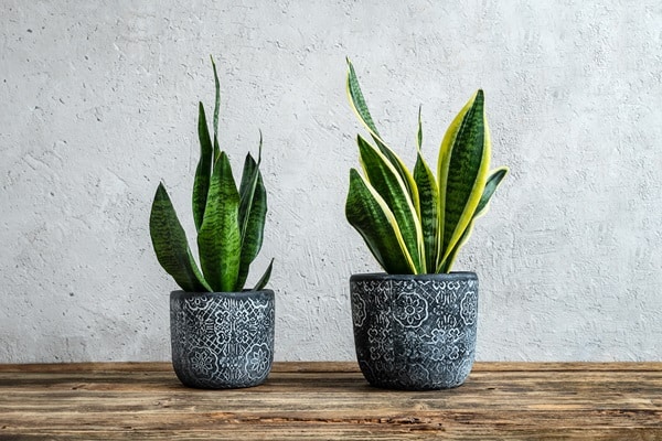 Tropical House Plants