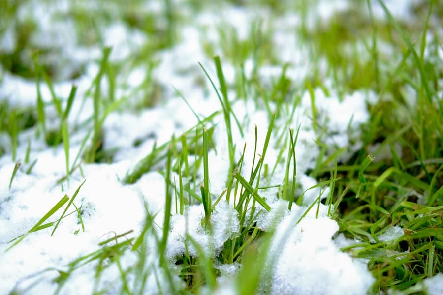 Make Your Lawn