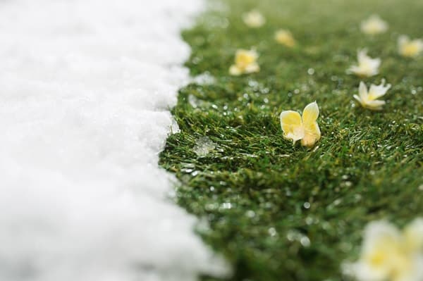 Make Your Lawn