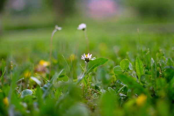 Make Your Lawn