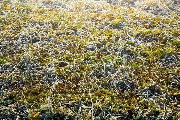 Make Your Lawn