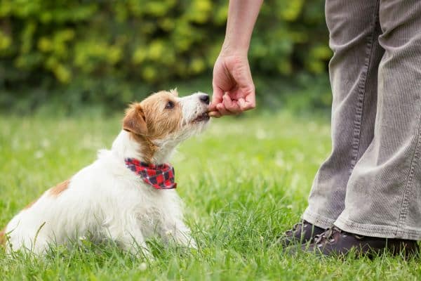 Remove Pet Urine Smell