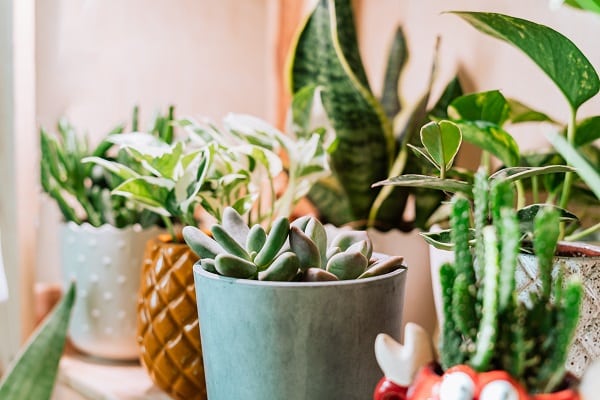 Plants