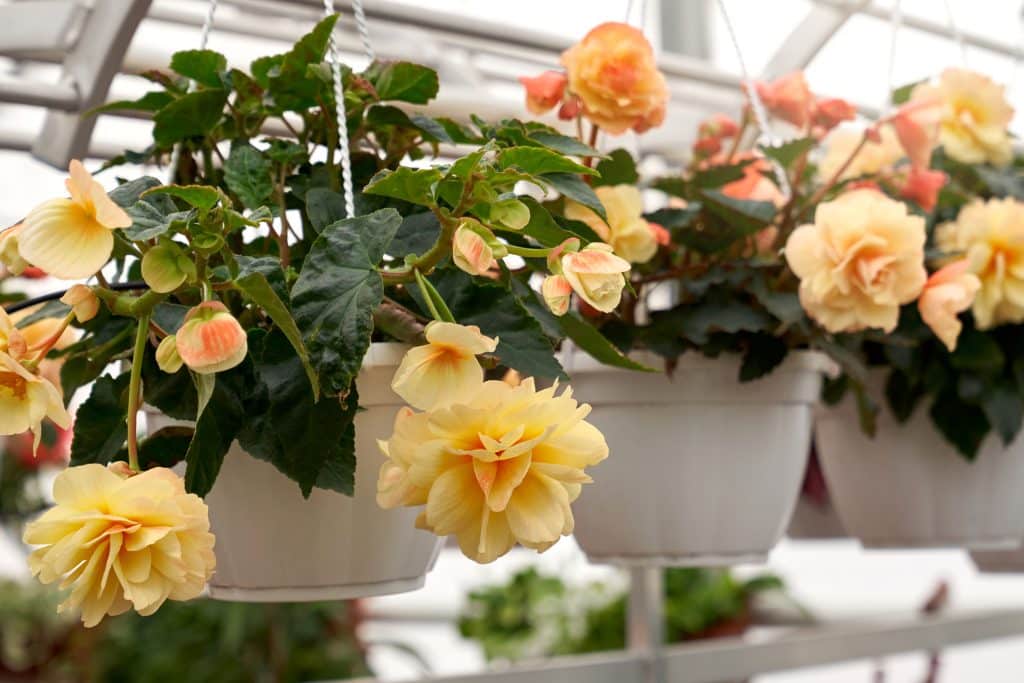 Plants