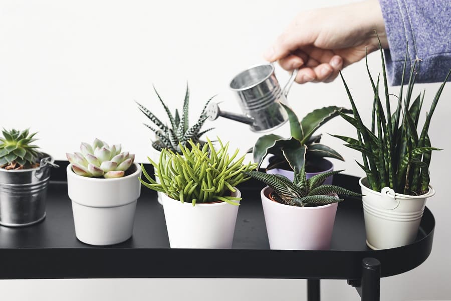 Succulents