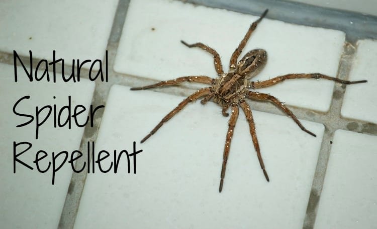 Natural Spider Repellents For Homes