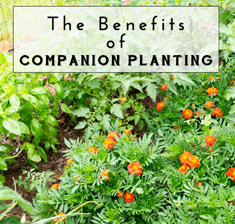 The Role Of Houseplants In Spider Control