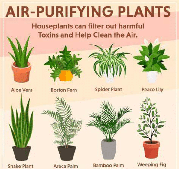 How to Breathe Easier and Healthier in Your Home