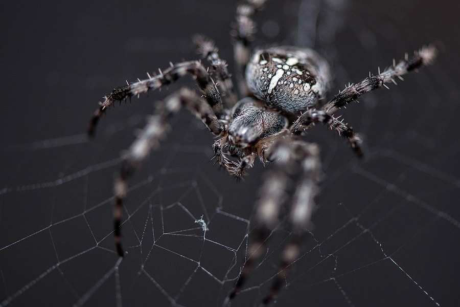 Spider