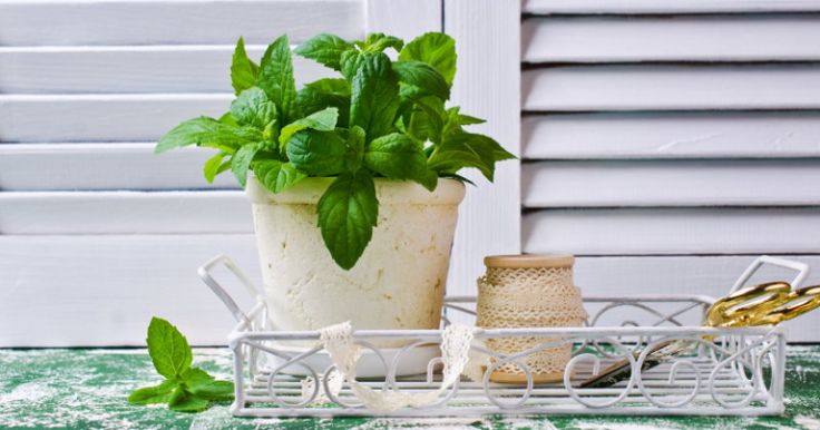 The Role Of Houseplants In Spider Control