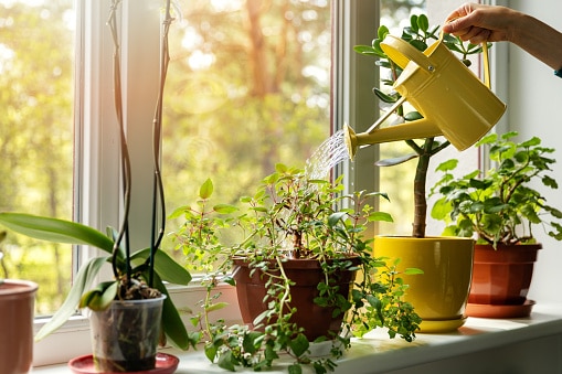 The Role Of Houseplants In Spider Control