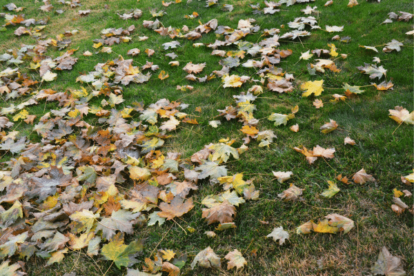 Things You Should Never Do To Your Lawn