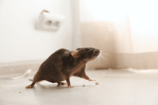 Common Home Emergencies And What To Do