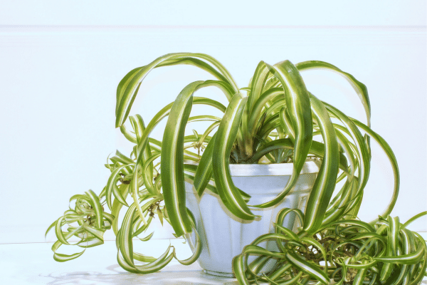 Interior Plants With Health Benefits