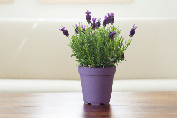 Interior Plants With Health Benefits