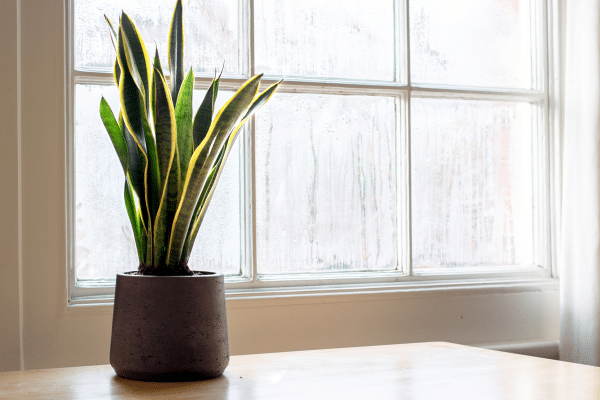 Interior Plants With Health Benefits