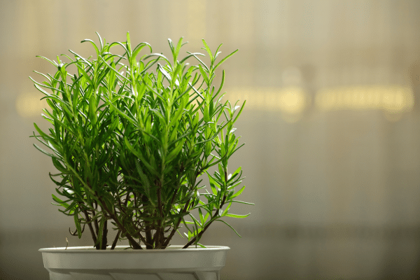 Interior Plants With Health Benefits