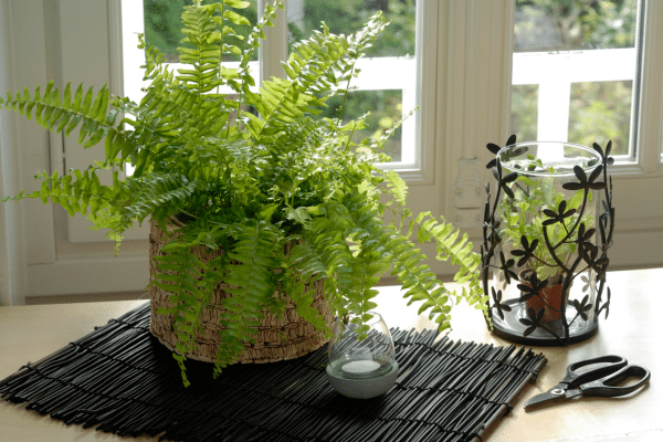 Interior Plants With Health Benefits